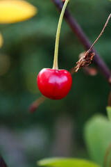 Cherry on a branch