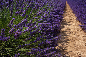 Close up of lavender on the lavender field. Lavender fields, Provence, France.