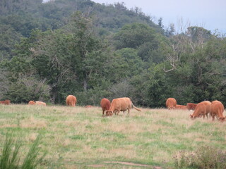 livestock cows animals mammals meat milk green meadows
