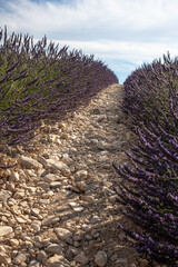 Violet lavender field. Lavender fields, Provence, France.