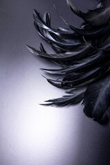 black feathers on black background, spot of light