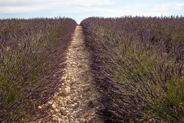 Fototapeta premium Violet lavender field. Lavender fields, Provence, France.