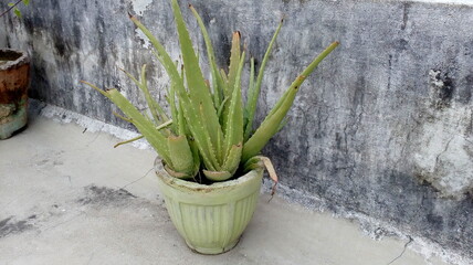 Aloevera herbs in a basket