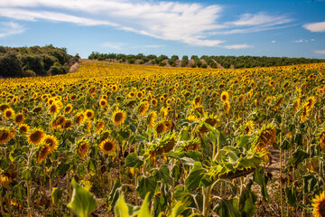 Sunflower field in Valensole Provence France