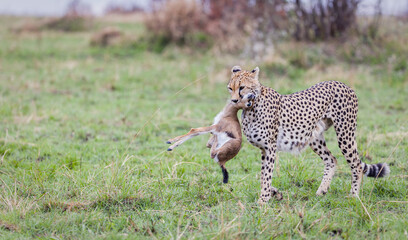 Cheetah with prey in her mouth, Masai Mara, Kenya