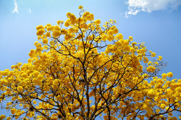 yellow ipe bloom detail with blue sky