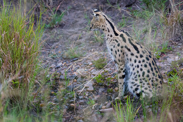 Serval cat with kittens in Masai Mara, Kenya
