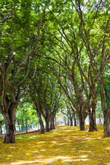 Lal Bagh Botanical garden,Bengaluru,India,lined with lush green trees during spring season.Trees full of fresh leaves form canopy.Blooming yellow flowers fallen on ground look like carpet of flowers.