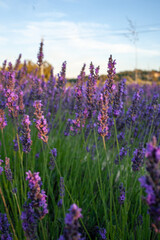 Fototapeta premium Sunset over a violet lavender field. Lavender fields, Provence, France.