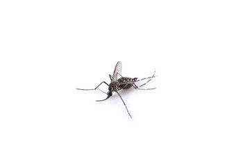 mosquito on white background