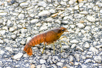 Crawfish walks across the paved road in Everglades National Park, Florida