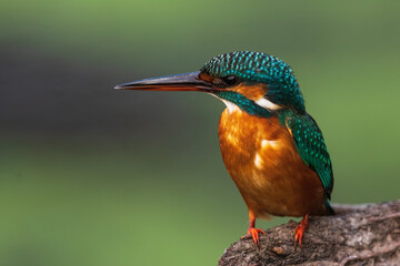 Common Blue Kingfisher portrait from Bharatpur Rajasthan India