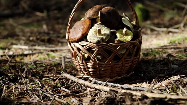 Mushroom Boletus and wooden wicker basket on ground in 4K VIDEO. Autumn cep mushrooms harvested in forest.&nbsp;Healthy delicious organic food, BIO viands, back to nature concept.