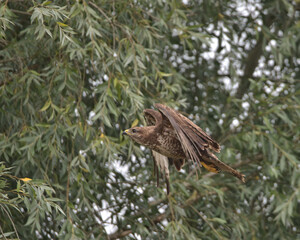 Common buzzard , Buteo buteo in flight with trees in the background.