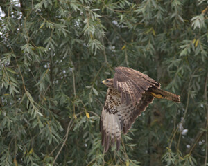 Common buzzard , Buteo buteo in flight with trees in the background.