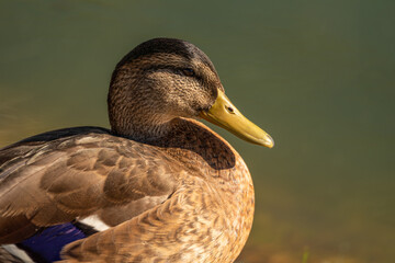 Portrait of an adult duck in profile close-up