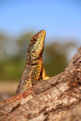 lizard on the rock