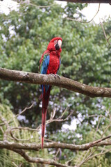 parrot