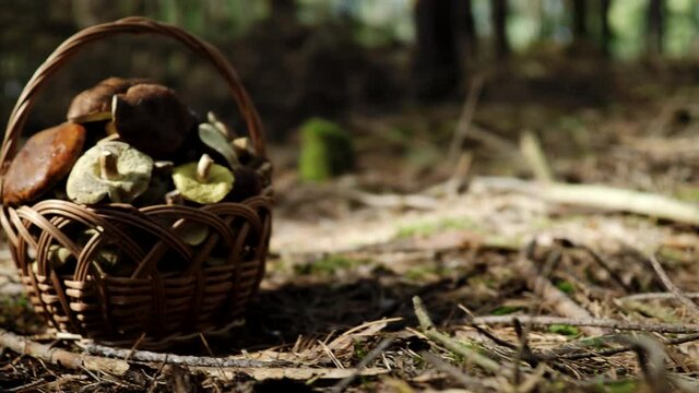 Mushroom Boletus and wooden wicker basket on ground in 4K VIDEO. Autumn cep mushrooms harvested in forest.&nbsp;Healthy delicious organic food, BIO viands, back to nature concept.