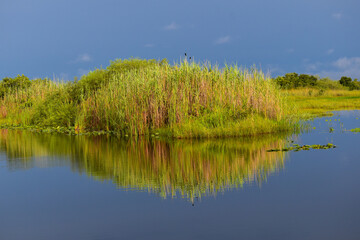 Fototapeta premium Yellow, red and green swamp grass reflecting in the swamp