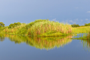 Yellow, red and green swamp grass reflecting in the swamp