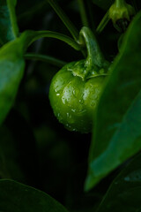 Green sweet pepper plant, paprika