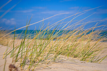 Dünen am Ostseestrand von Kühlungsborn, Deutschland