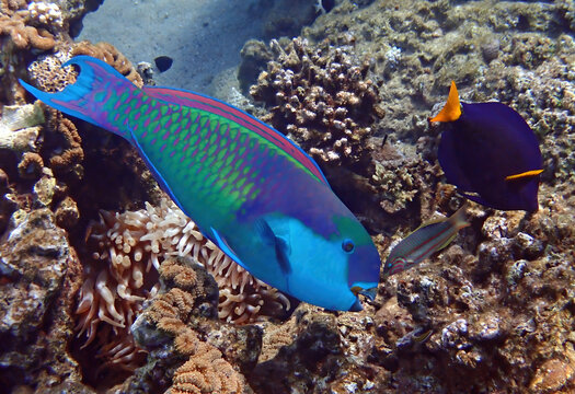 Steep-headed parrot-fish, scientific name is Chlorurus gibbus, it belongs to the family Scaridae, inhabits coral reefs, has teeth resembling parrot beak, it changes body color during life cycle
