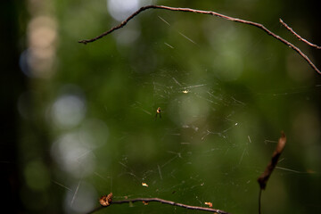 the web and the play of light in the forest macro