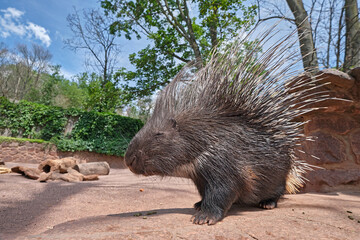 Indisches Weißschwanz - Stachelschwein ( Hystrix indica ).