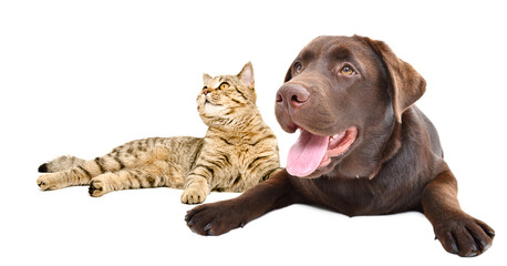 Adorable Labrador dog and cat Scottish Straight lying together isolated on white background