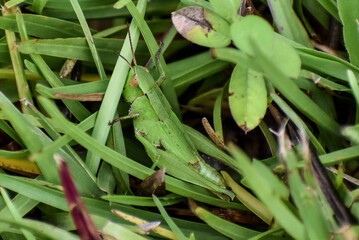 Green Grasshopper in the Florida swamp