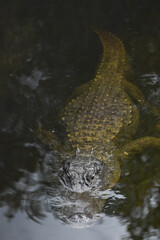 large Alligator hunting near the cypress swamp