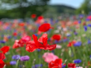 red poppy field