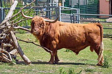 Schottisches Hochlandrind ( Bos taurus ).