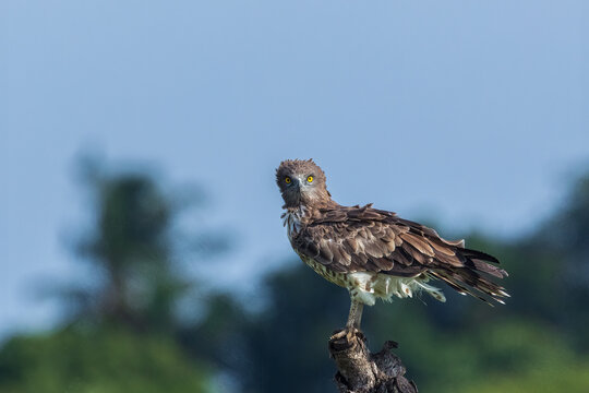 Short Toed Snake Eagle From Chennai Outskirts India