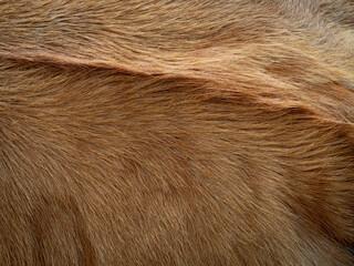 Brown cow  fur in the detail - texture