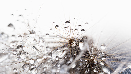 Beautiful dew drops on a dandelion seed macro. Beautiful soft background. Water drops on a parachutes dandelion. Copy space. soft focus on water droplets. circular shape, abstract background - obrazy, fototapety, plakaty