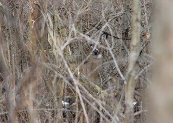 Hidden Deer 