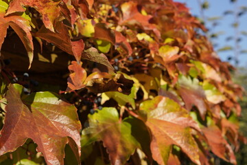 bright coloured autumn leaves lightened by evening sung