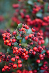 bright coloured autumn leaves lightened by evening sung