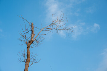 Obraz premium The sun shines on the dead trees under the blue sky