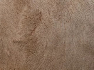 Gordijnen Brown cow  fur in the detail - texture © Vera Kuttelvaserova