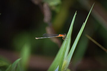 Orange Bluet Damesfly dragonfly on a blace of swamp grass