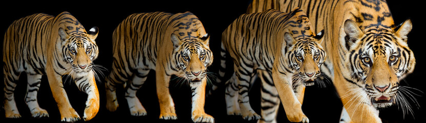 Fototapeta na wymiar bengal tiger standing with bamboo bushes in background