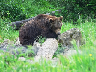 Obraz na płótnie Canvas brown bear in the grass