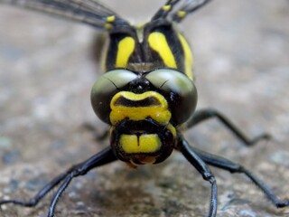 the eyes of a large yellow dragonfly
