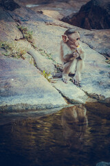 Monkey sitting on a rock and eating fruit portrait