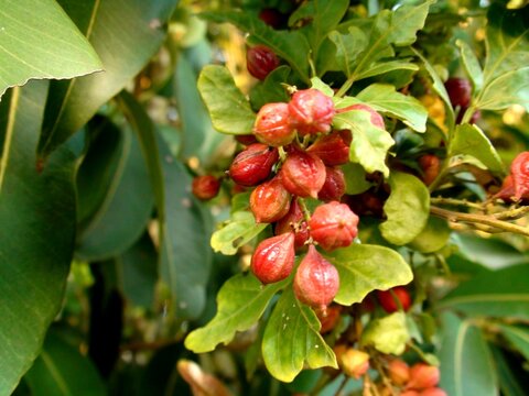 planta fruta paullinia cupana - guaran&aacute;