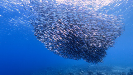 Fototapeta na wymiar Seascape with Bait Ball, School of Fish in the turquoise water of coral reef in Caribbean Sea, Curacao